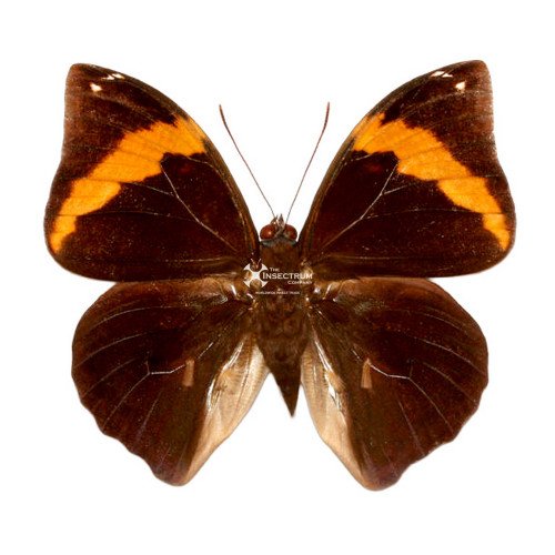 OPSIPHANES CASSIAE MEXICANA The Mexican Cassia Butterfly